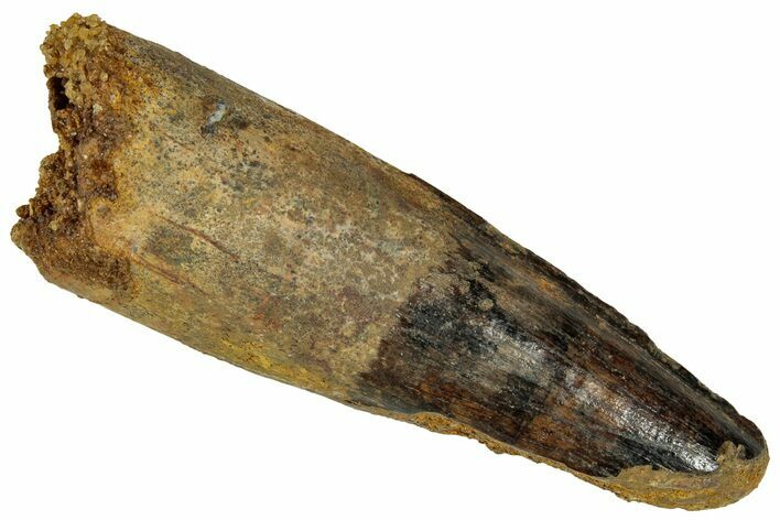 Fossil Spinosaurus Tooth - Real Dinosaur Tooth #327609